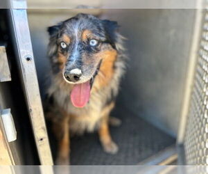 Australian Shepherd Dogs for adoption in HESPERIA, CA, USA