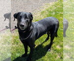 Small #1 Labrador Retriever Mix