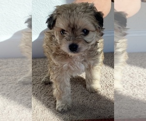 Maltipoo Puppy for sale in SAN JOSE, CA, USA