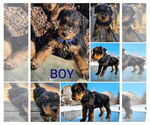 Puppy Chowder Airedale Terrier