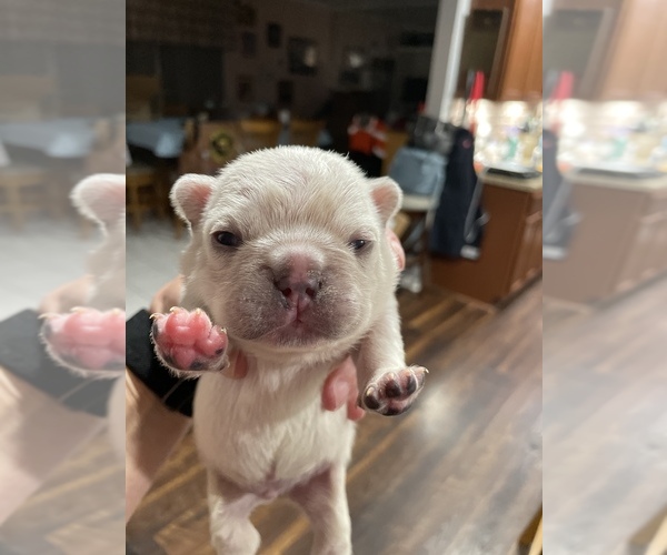 Medium Photo #11 French Bulldog Puppy For Sale in SHERWOOD, AR, USA