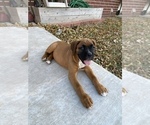 Small Photo #2 Boxer Puppy For Sale in COWETA, OK, USA