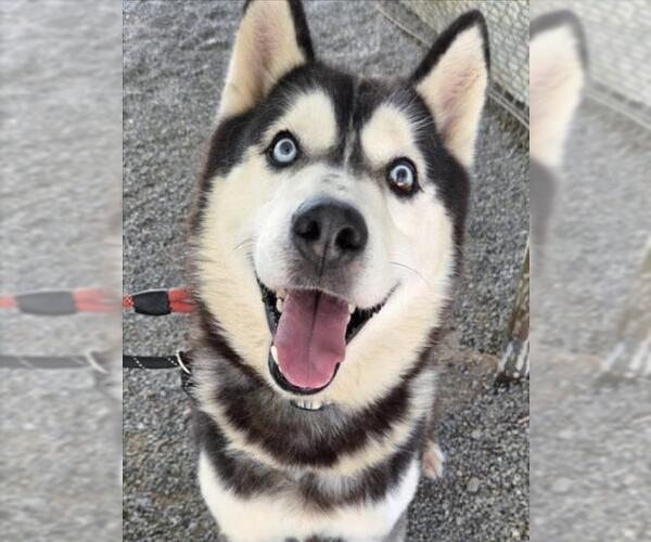 Medium Photo #1 Siberian Husky Puppy For Sale in Woodland, CA, USA
