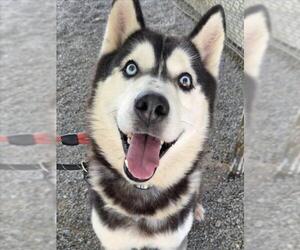 Siberian Husky Dogs for adoption in Woodland, CA, USA