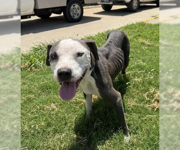 Medium Photo #1 American Pit Bull Terrier-Unknown Mix Puppy For Sale in Rowlett, TX, USA
