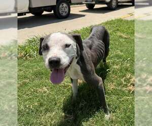 American Pit Bull Terrier-Unknown Mix Dogs for adoption in Rowlett, TX, USA