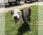 Small American Pit Bull Terrier Mix