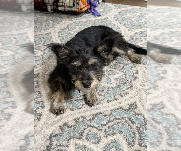 Medium Photo #3 Mutt Puppy For Sale in San Leon, TX, USA
