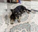 Small #2 Mutt