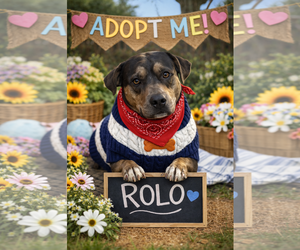 Mutt Dogs for adoption in Euless, TX, USA