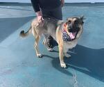 Small #2 German Shepherd Dog
