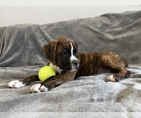Medium Photo #2 Boxer Puppy For Sale in WEST COLUMBIA, SC, USA