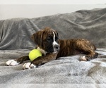 Small #1 Boxer