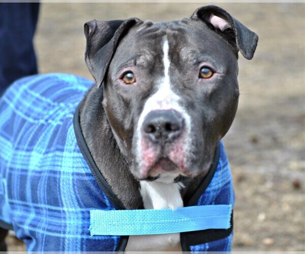Medium Photo #7 Boxer-Staffordshire Bull Terrier Mix Puppy For Sale in Spring Lake, NJ, USA