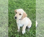 Small Labrador Retriever