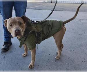 Mutt Dogs for adoption in Bakersfield, CA, USA