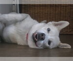 Small #1 Siberian Husky Mix