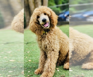Poodle (Standard) Puppy for Sale in DURHAM, North Carolina USA