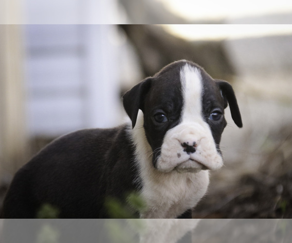 Medium Photo #1 Boxer Puppy For Sale in SHIPSHEWANA, IN, USA