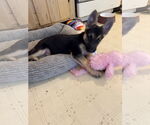 Small #4 German Shepherd Dog