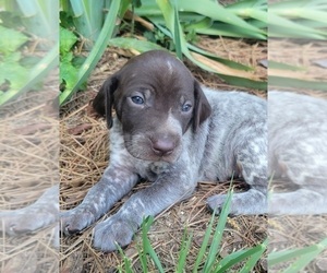 German Shorthaired Pointer Puppy for sale in SYMSONIA, KY, USA