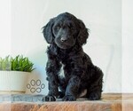 Image preview for Ad Listing. Nickname: Bentley