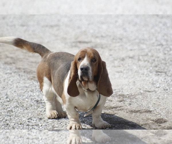 Medium Photo #1 Basset Hound Puppy For Sale in MEMPHIS, MO, USA