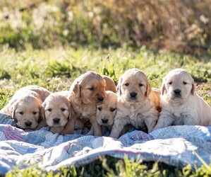 Golden Retriever Puppy for Sale in BYERS, Colorado USA