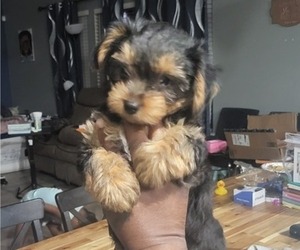 Medium Yorkshire Terrier