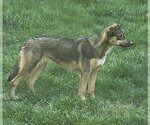 Small #2 German Shepherd Dog Mix