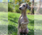 Small Photo #32 Italian Greyhound Puppy For Sale in SAINT GEORGE, UT, USA