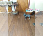 Small Photo #1 Italian Greyhound Puppy For Sale in MIAMI, OK, USA