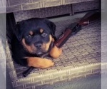 Small #41 Rottweiler