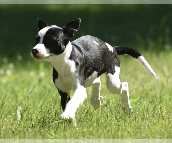 Medium Photo #4 Shepradors Puppy For Sale in Mechanicsburg, PA, USA