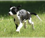 Small #3 Shepradors