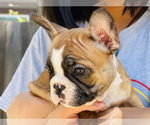Small Photo #6 French Bulldog Puppy For Sale in FREMONT, CA, USA