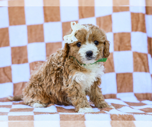 Cavapoo (Miniature) Litter for sale in LIBERTY, KY, USA