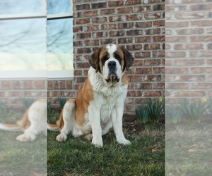 Saint Bernard Dogs for adoption in BRIDGEWATER, VA, USA