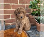 Small #4 Goldendoodle (Miniature)