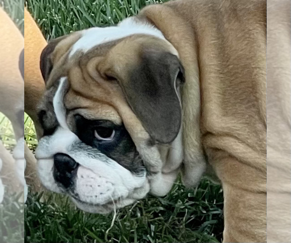 Medium Photo #14 Bulldog Puppy For Sale in NORCO, CA, USA