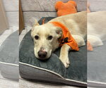 Small #3 Labrador Retriever Mix