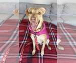 Small #1 American Pit Bull Terrier-Labrador Retriever Mix