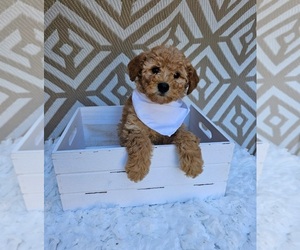 Goldendoodle Puppy for Sale in INDIANAPOLIS, Indiana USA