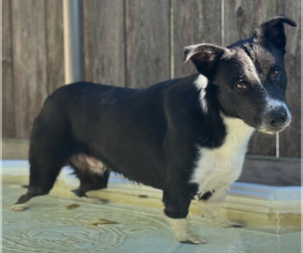 Medium Photo #2 Border Collie Puppy For Sale in Great Bend, KS, USA