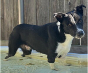 Atlas - Male Border Collie Dog for Adoption - Photo #2