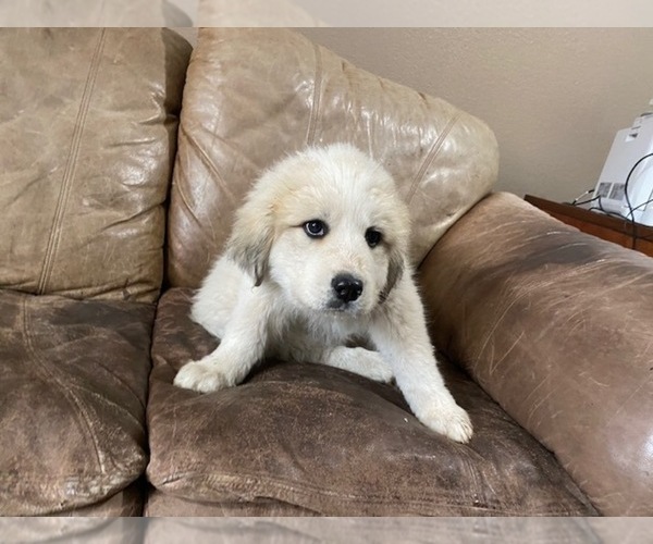 Medium Photo #4 Great Pyrenees Puppy For Sale in BLACK FOREST, CO, USA