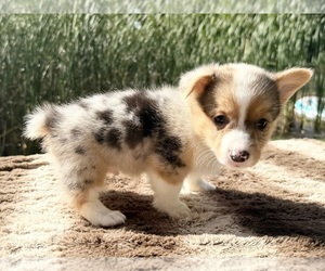 Pembroke Welsh Corgi Puppy for sale in WINCHESTER, OH, USA