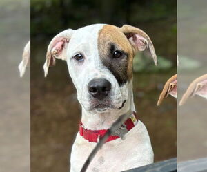 Black Mouth Cur-Unknown Mix Dogs for adoption in Canton, CT, USA