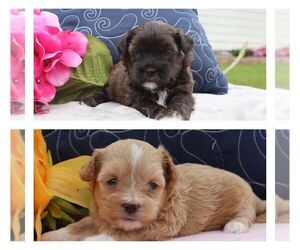 ShihPoo Litter for sale in THORP, WI, USA