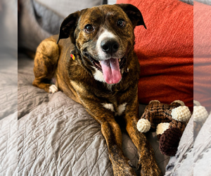 Jackson *FOSTER NEEDED TOO! - Male Retriever -Unknown Mix Dog for Adoption - Photo #8